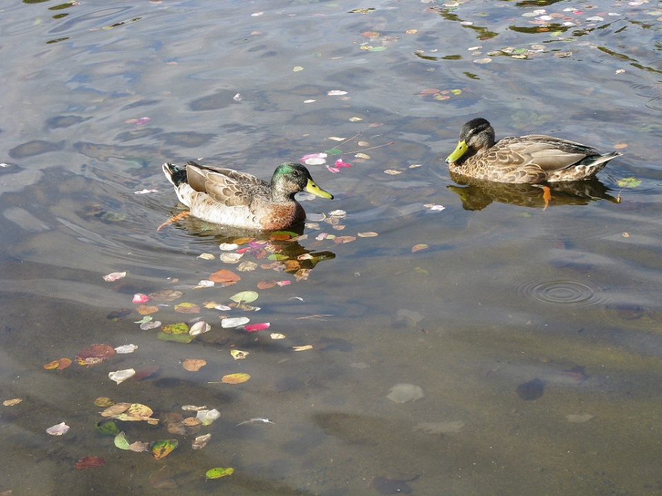 Ducks in the Fountain 1